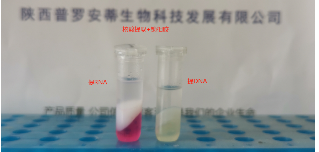 核酸提取-搭配-鎖相膠（PLG）